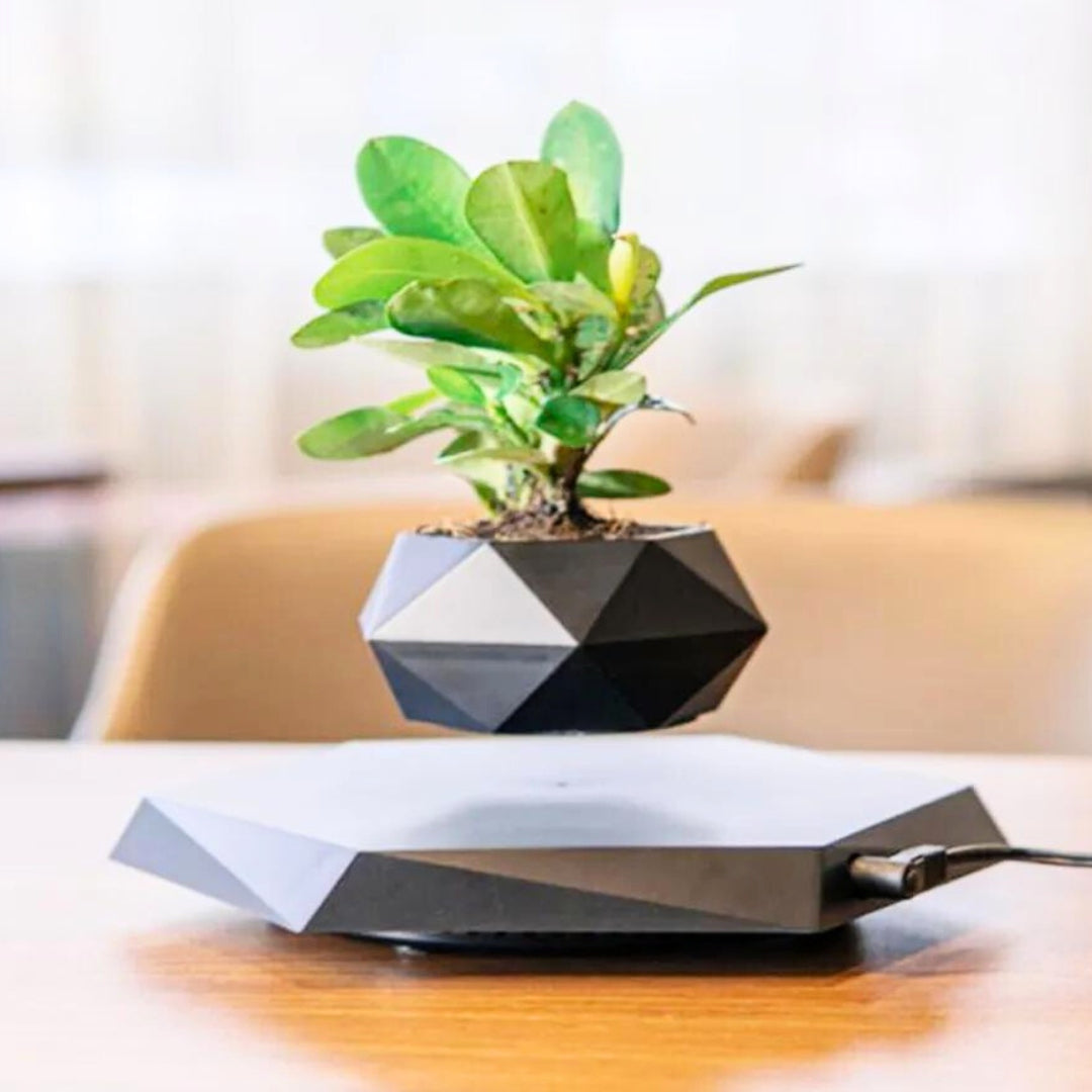 Levitating air bonsai pot. For those who are different!